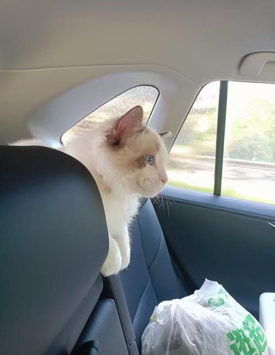 携宠返程怎么解决人宠晕车 宠物是家庭的一员，出行什么的当然要把他们也给带在身边了