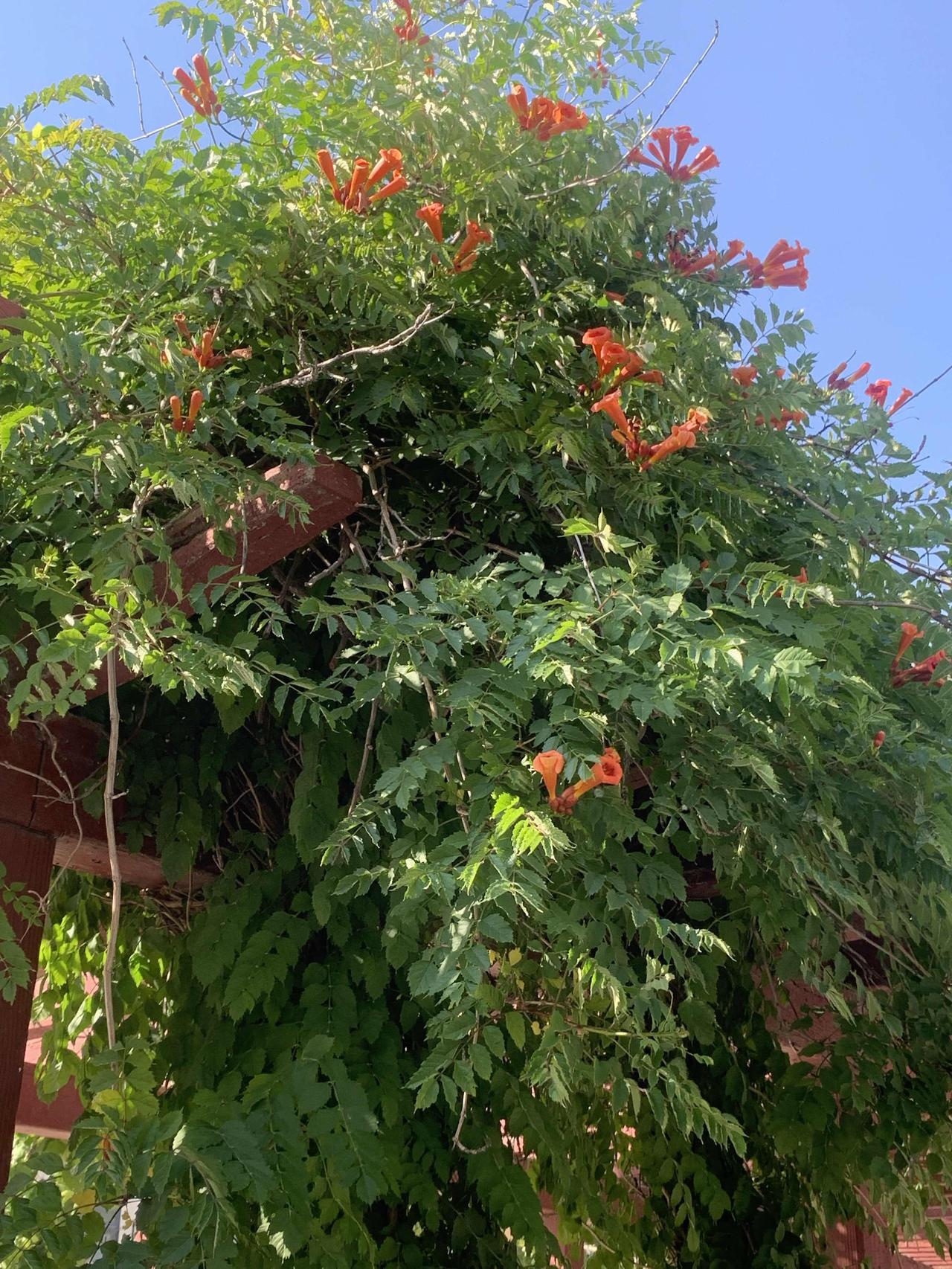 这是凌霄花。
“披云似有凌霄志，向日宁无捧日心”
凌霄花是紫葳科凌霄属落叶藤本植