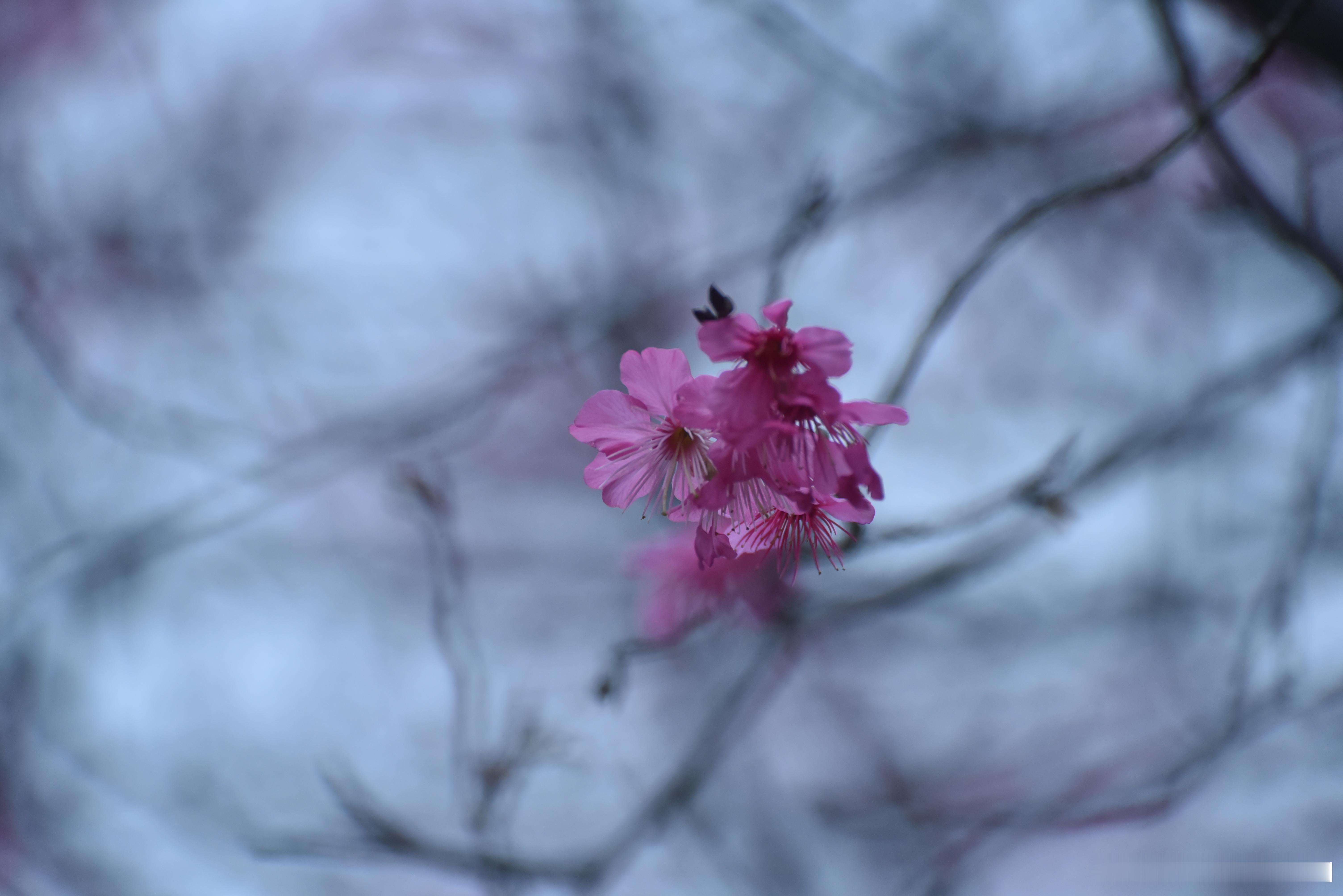 摄影技巧[超话]  烂漫花枝 寒绯樱 钟花樱桃花 金钟湖公园 