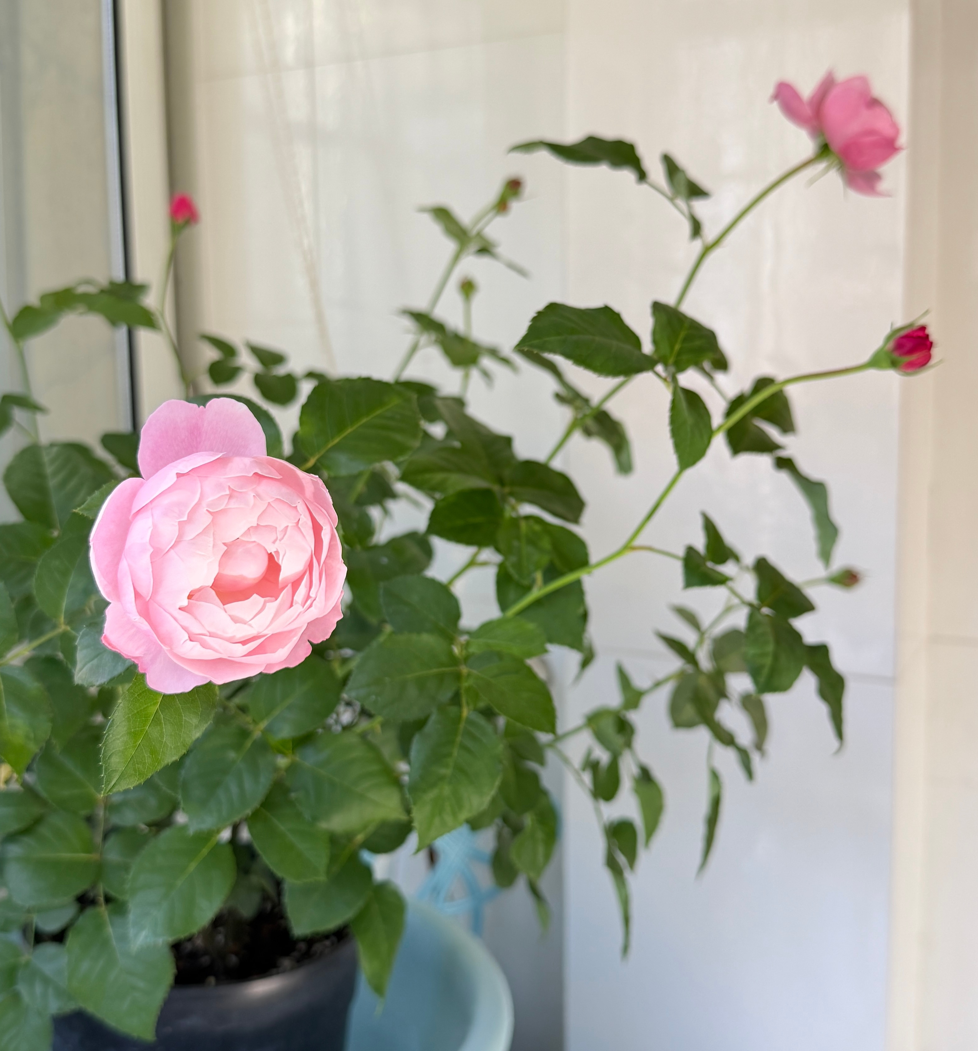 夏天的微风小甜水儿🥤和花花🌸 
