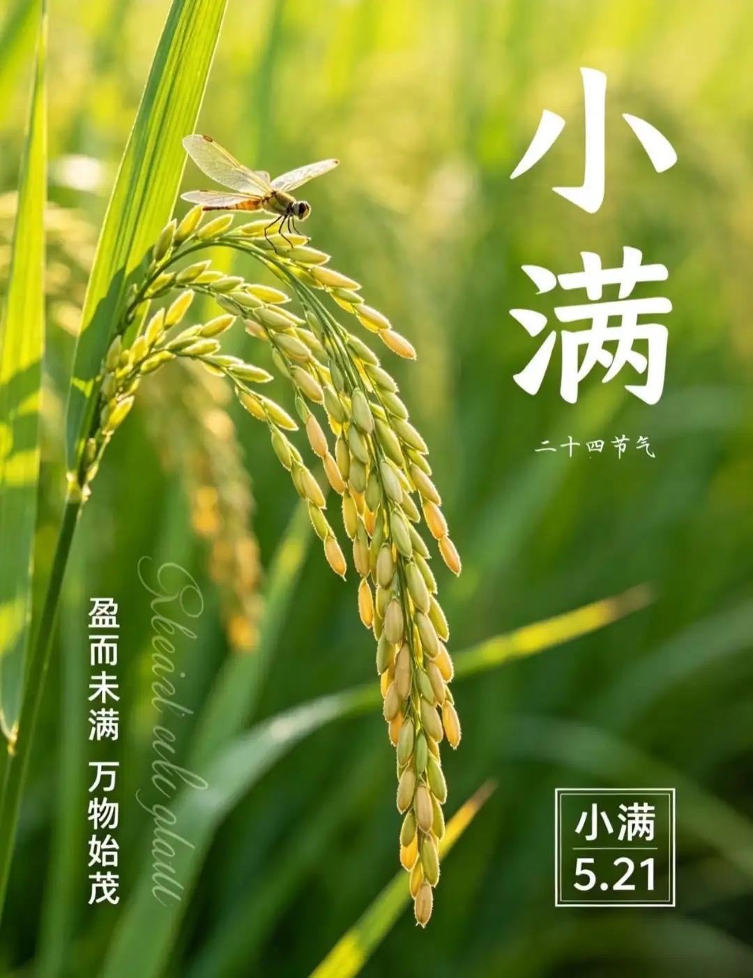 薰风拂垄麦初黄，
布谷催耕夏日长。
半亩荷塘珠露滚，
一畦菜圃翠苗香。
蚕肥茧满