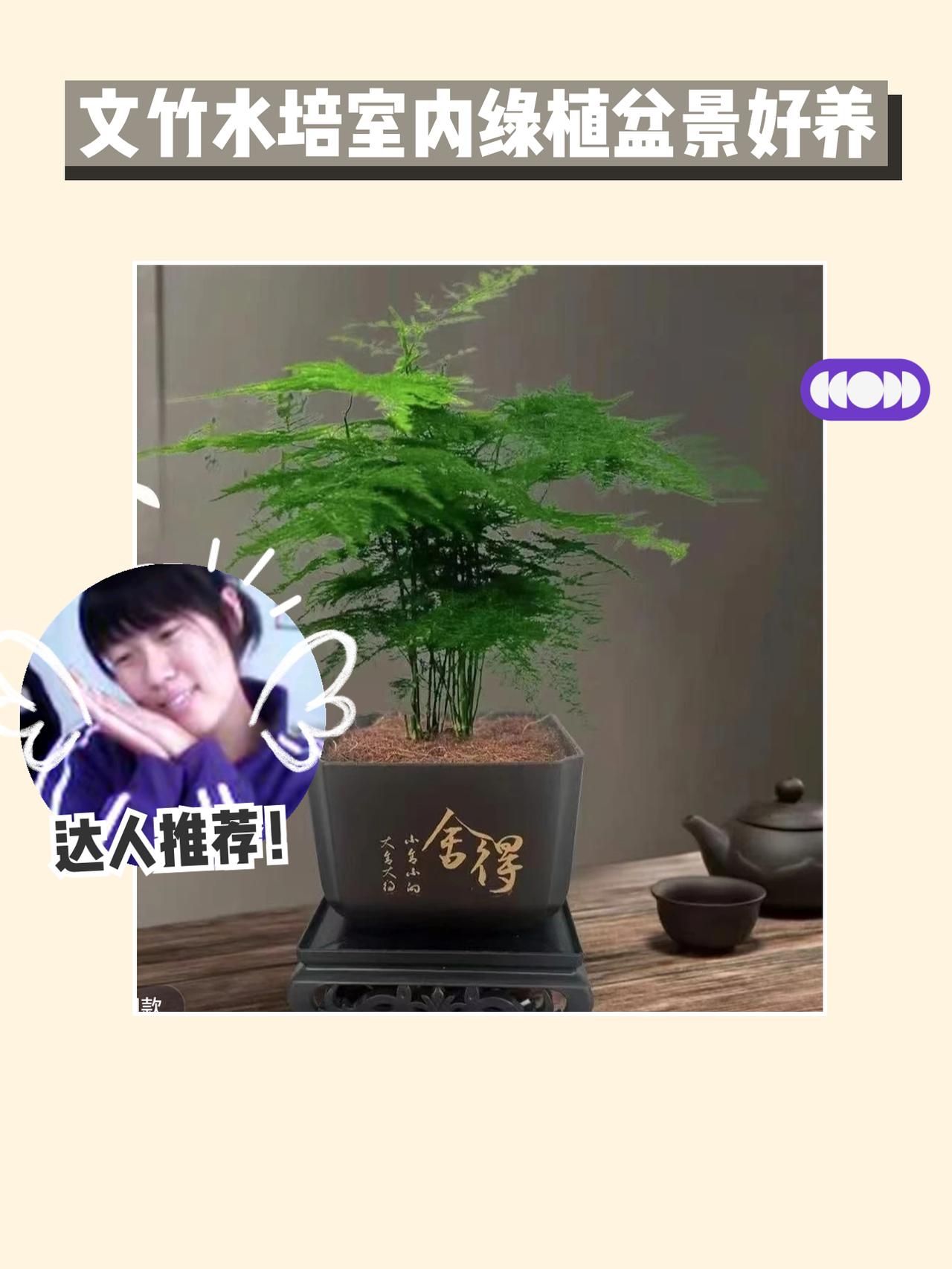 这一盆文竹水培绿植真是太美了！它不仅颜值高，还有令人放松的绿意，完美适合放在客厅