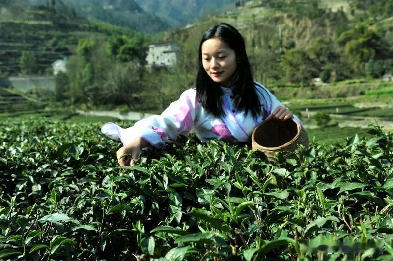 《七律  饮茶遣怀》
花恋青枝蝶恋花，遍寻不见故乡茶。
陶潜每念归园梦，王粲常思