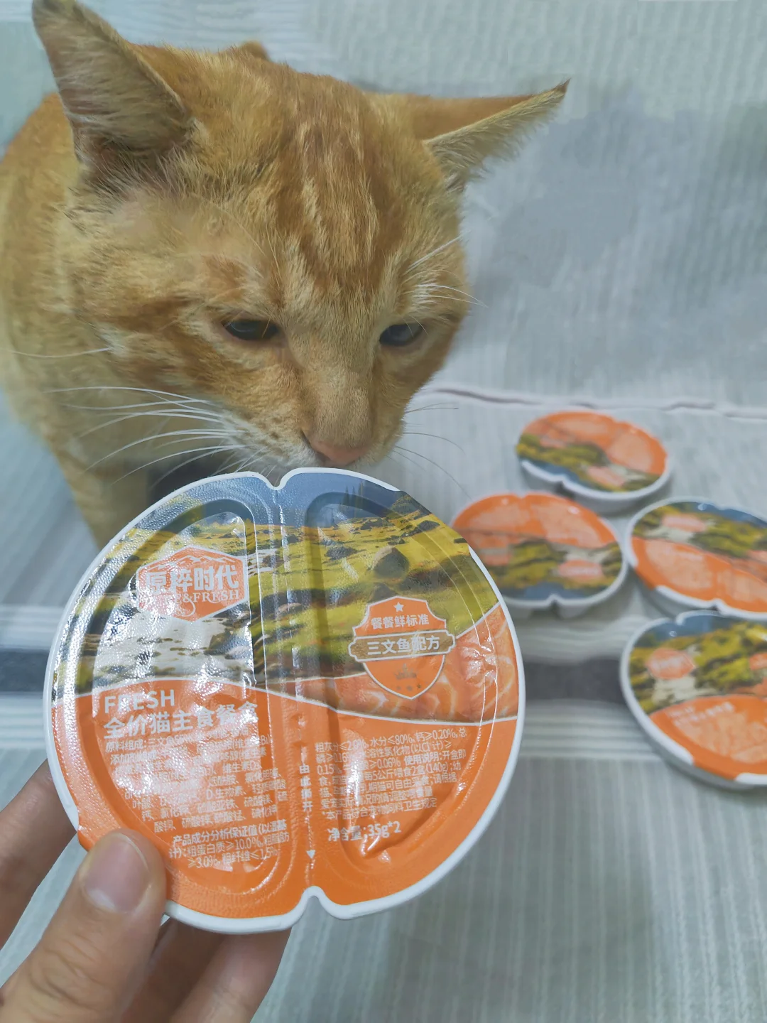猫：今天的宠幸名额给它了