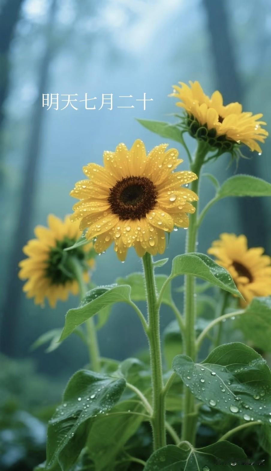 明日七月二十“破日”，牢记：1要去2要会3要早，不忘传统
 
农历七月二十，在十