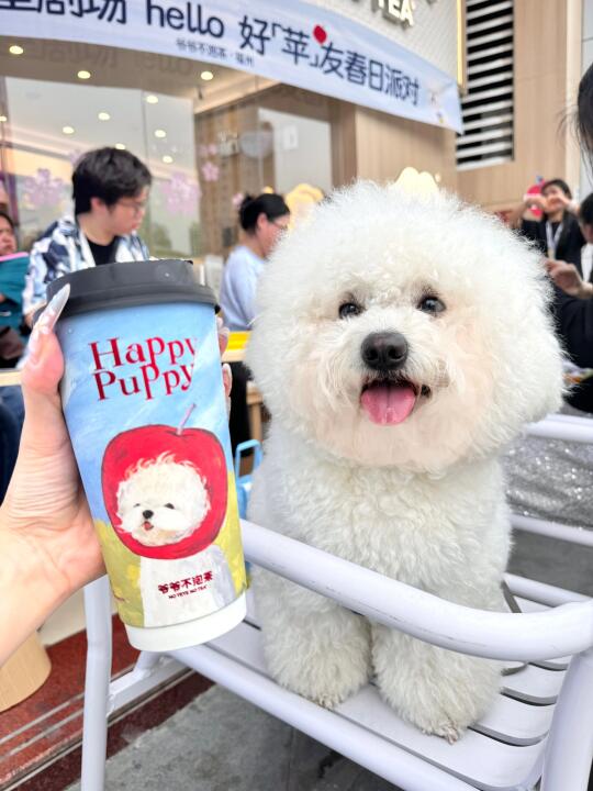 福州也有可爱的苹果修狗了！！