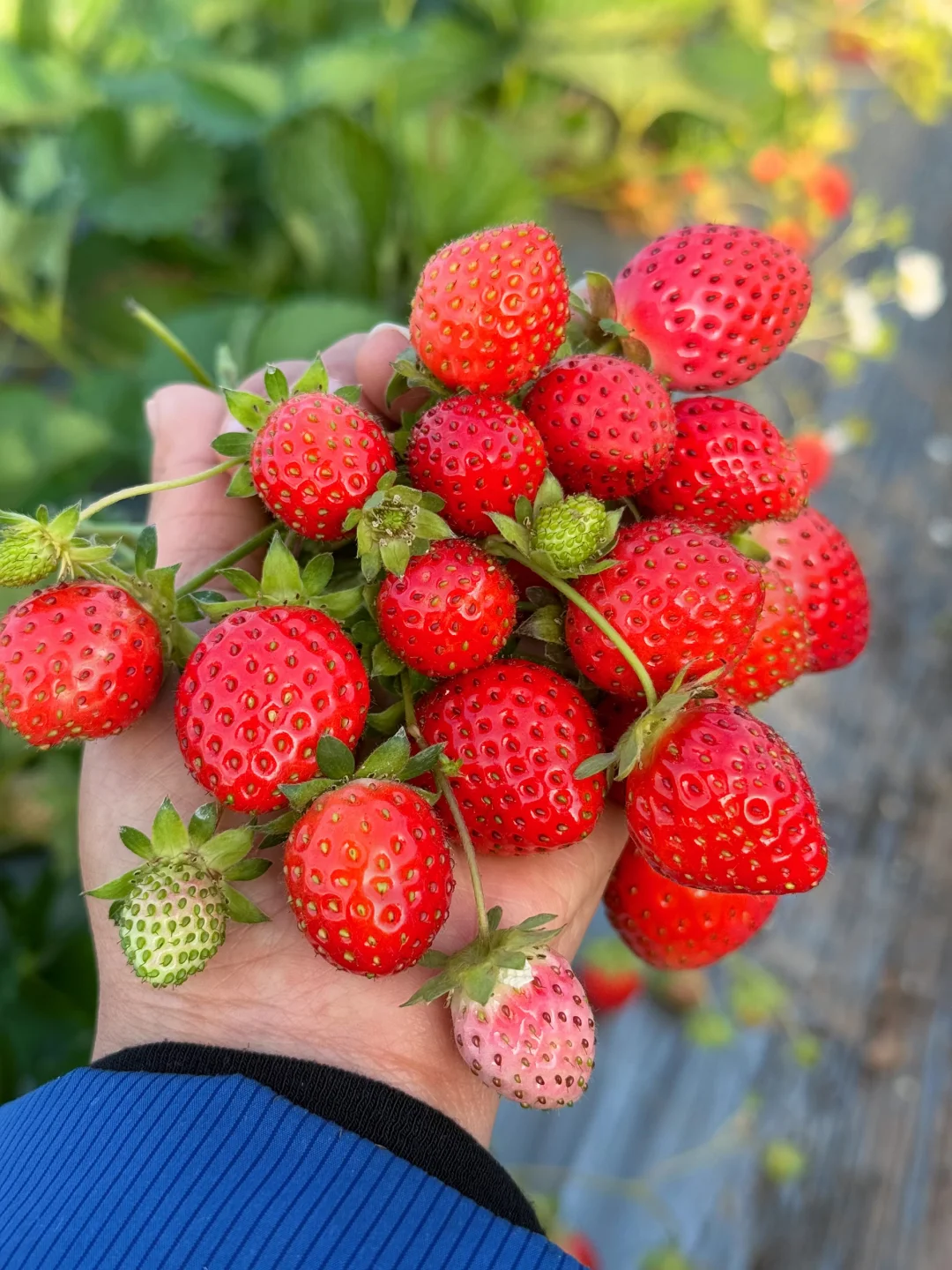 唯一缺点：马上就要下架了，真的好舍不得