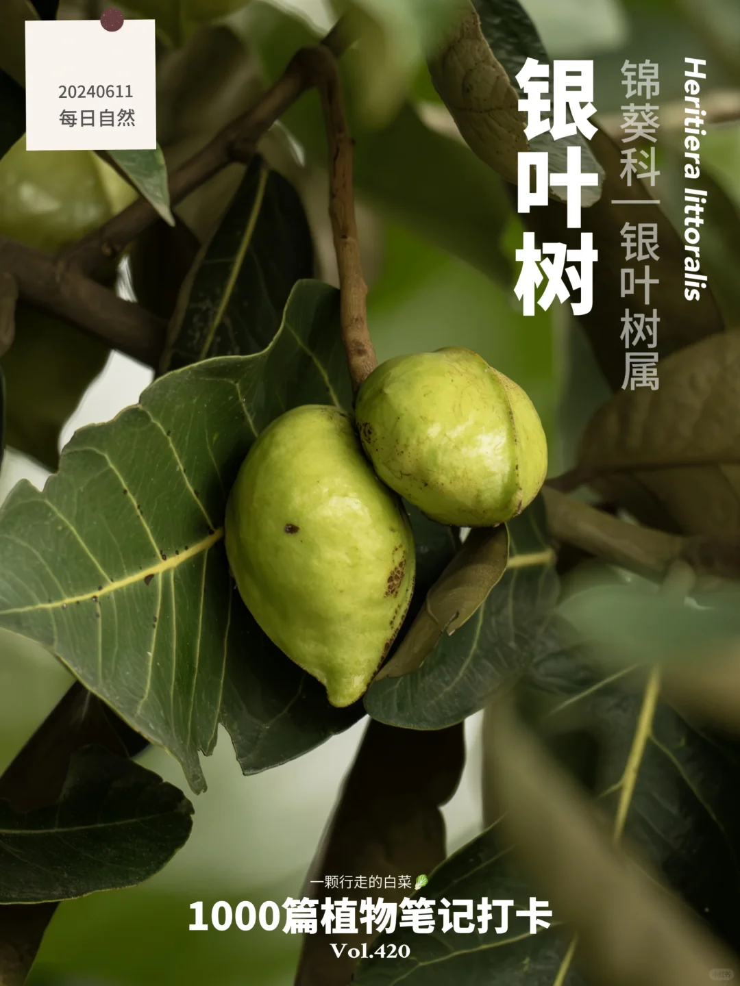 植物笔记420 | 快看，银叶树挂满了“饺子”