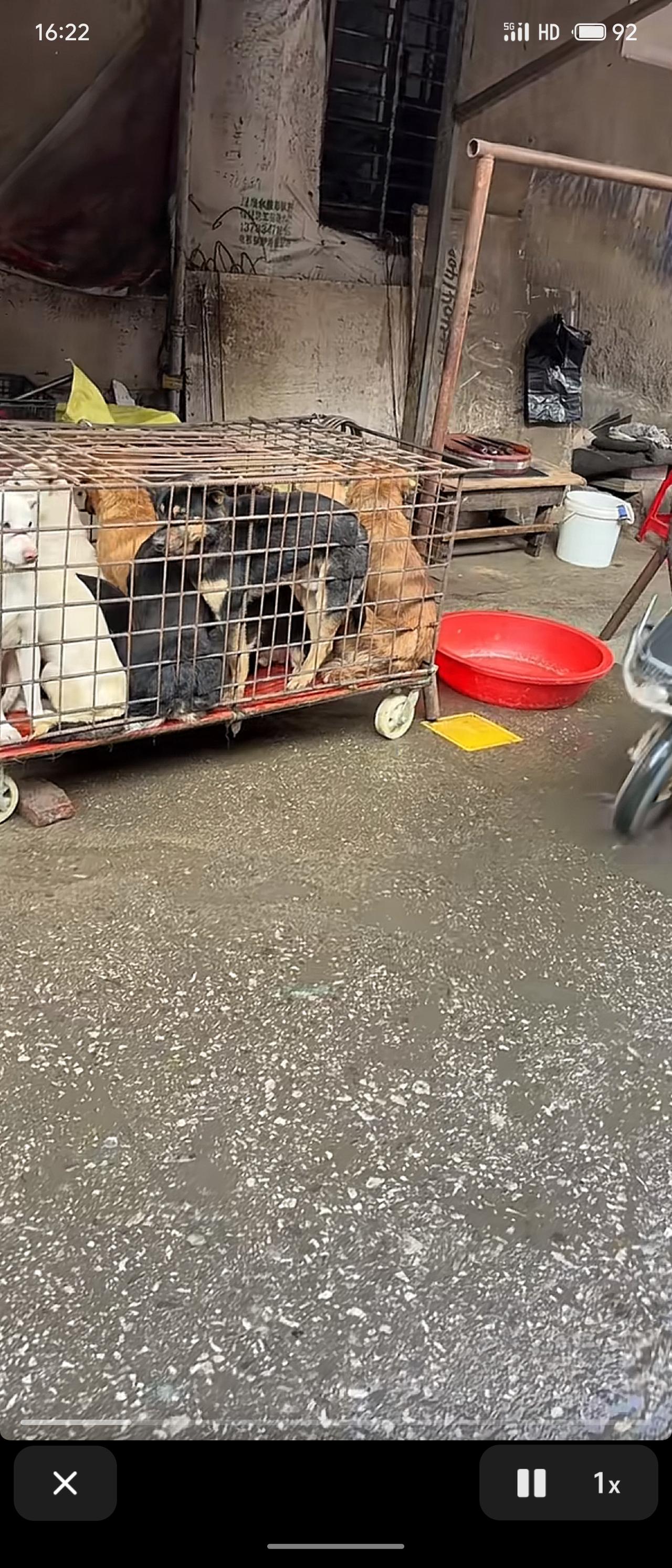 记录我的2026孝感某县乡镇市集上待杀的土狗，恐惧的蜷缩在铁笼内，孝感农村一直都