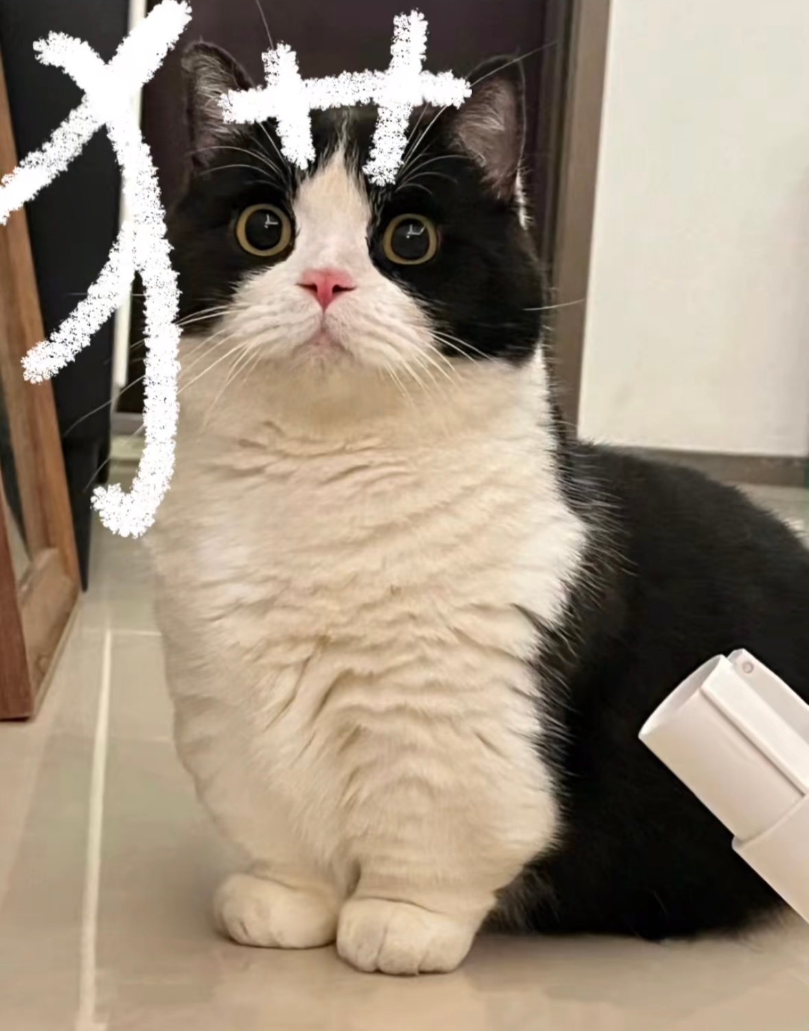 [求关注]好炯炯有神的大眼睛 ​​​