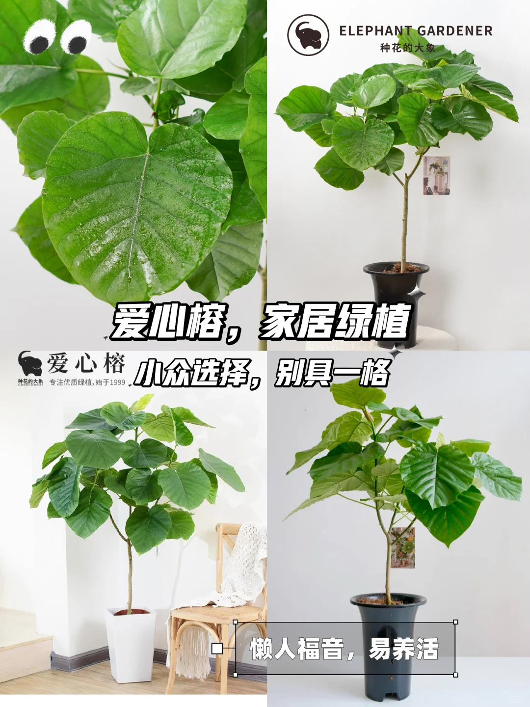 北欧风爱心榕🌿易养活