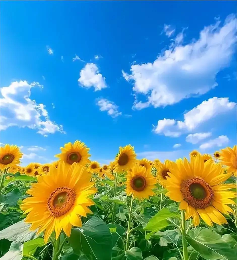过去十年学移动，现在移动走不动，
主要原因是套餐，怨声载道说不清。
银行邮政也变