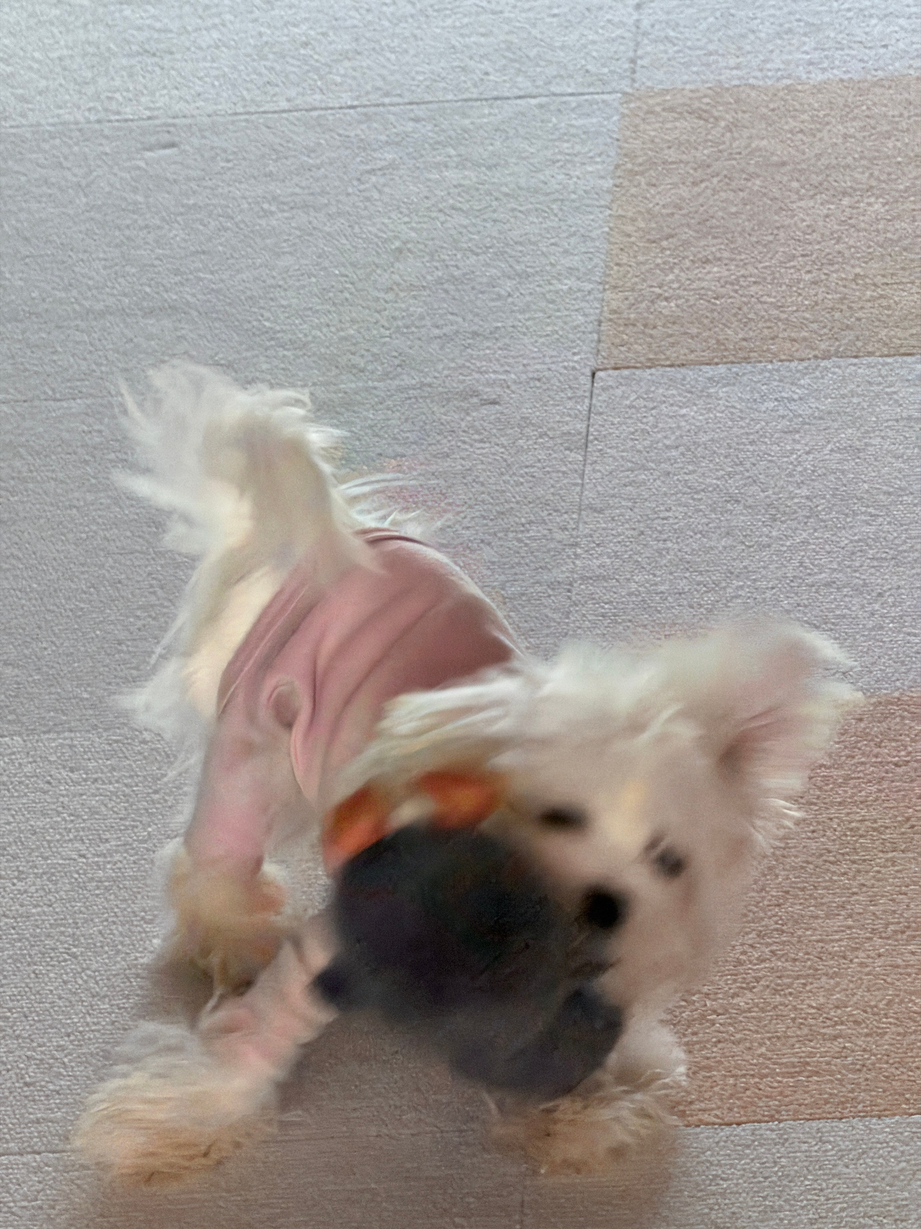 挑战不被拍到： ​​​