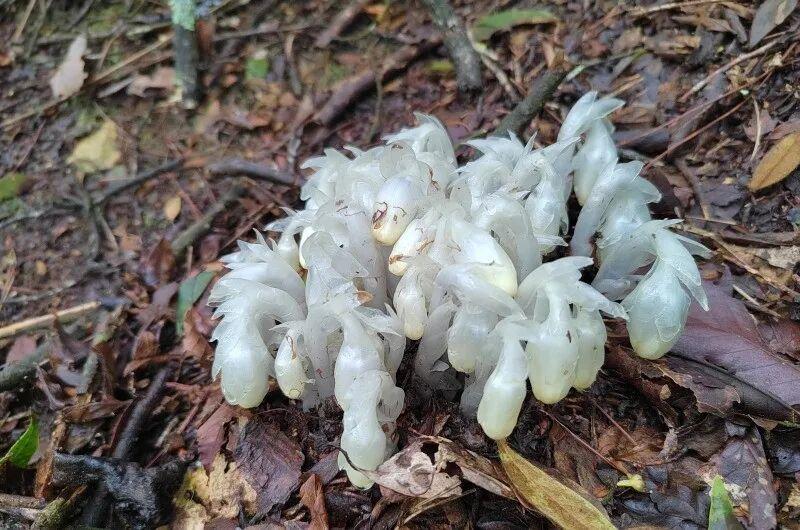 湖南邵阳南山国家公园，400余株“冥界之花”水晶兰现身！ 
 
近日，工作人员在