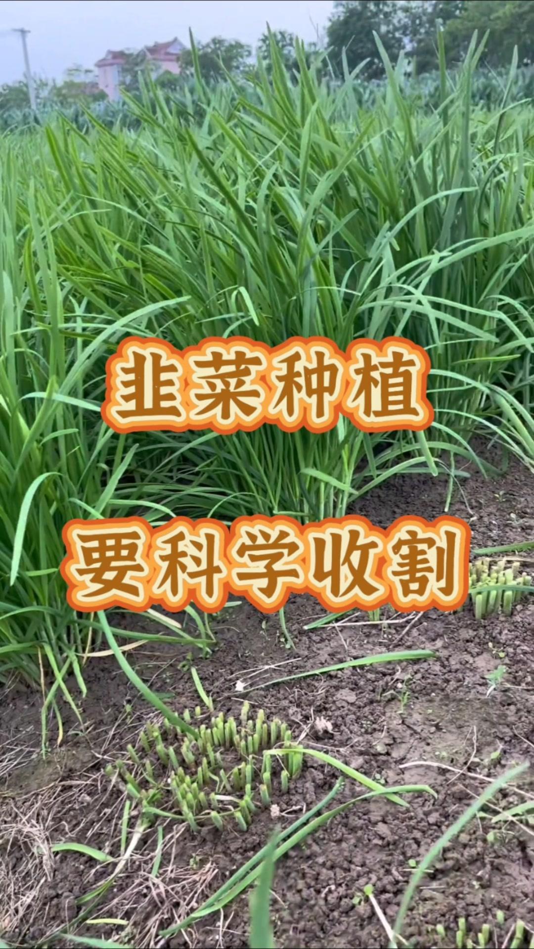 遵循三不割原则：
1️⃣伏天不割：韭菜生长缓慢，需休养生息。
2️⃣越冬前不割：