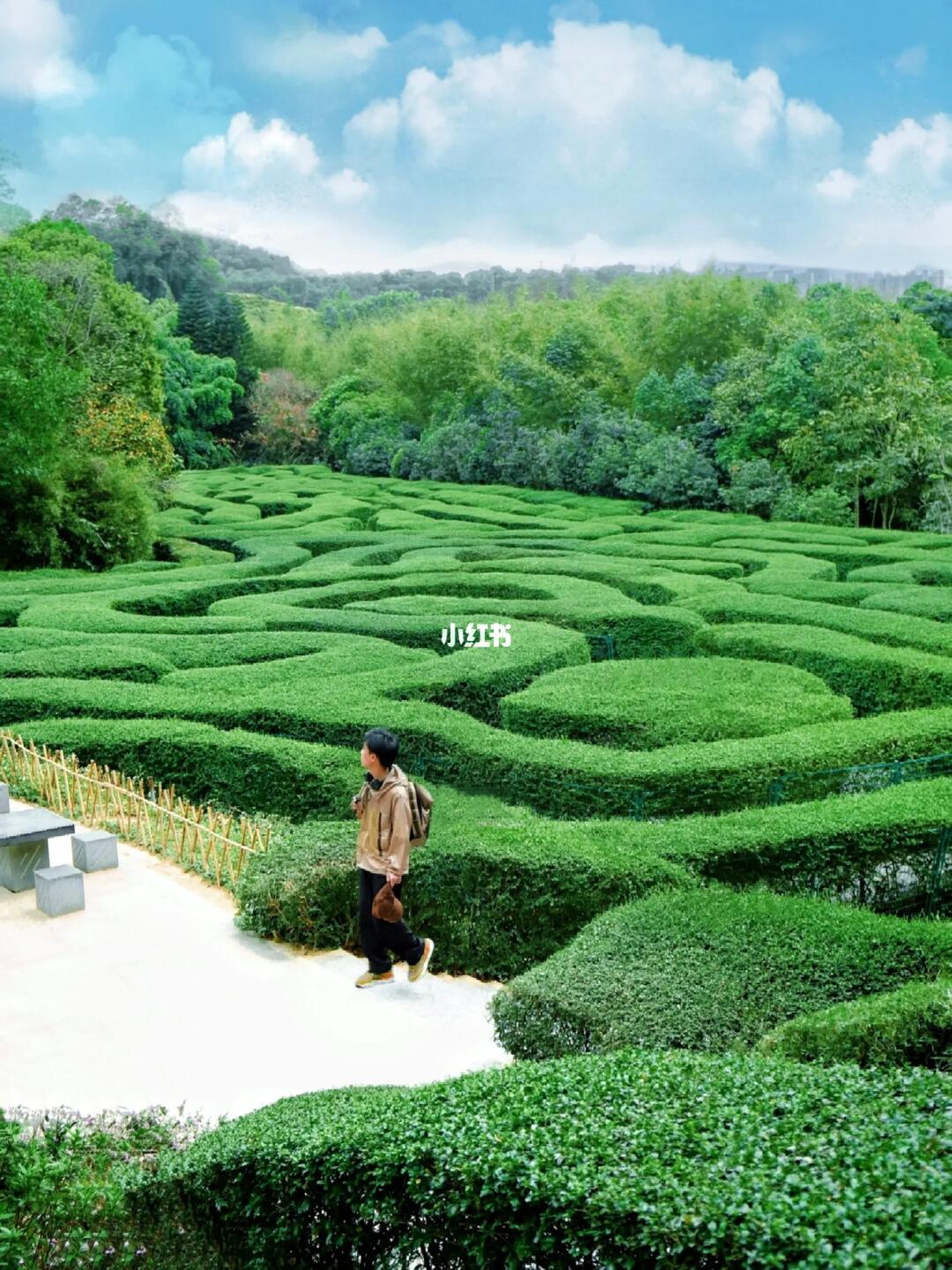 “在东莞误入了爱丽莎梦境里的植物迷宫”