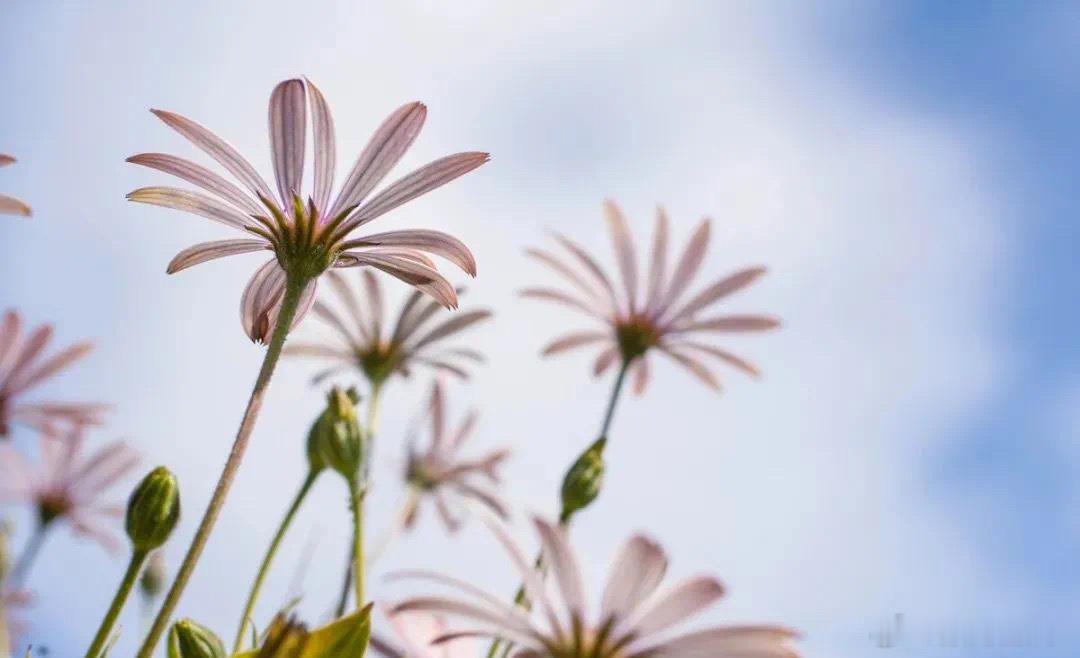 春风引·默斋主人原创散文窗扣轻松，一缕春风悄然漫入。风里裹挟着金陵初春独有的湿润