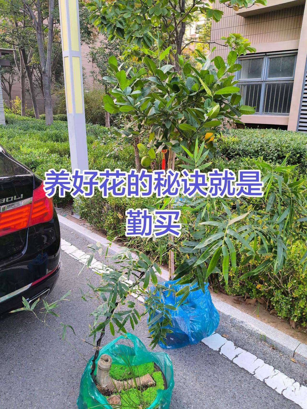 养好花的秘诀就是勤买