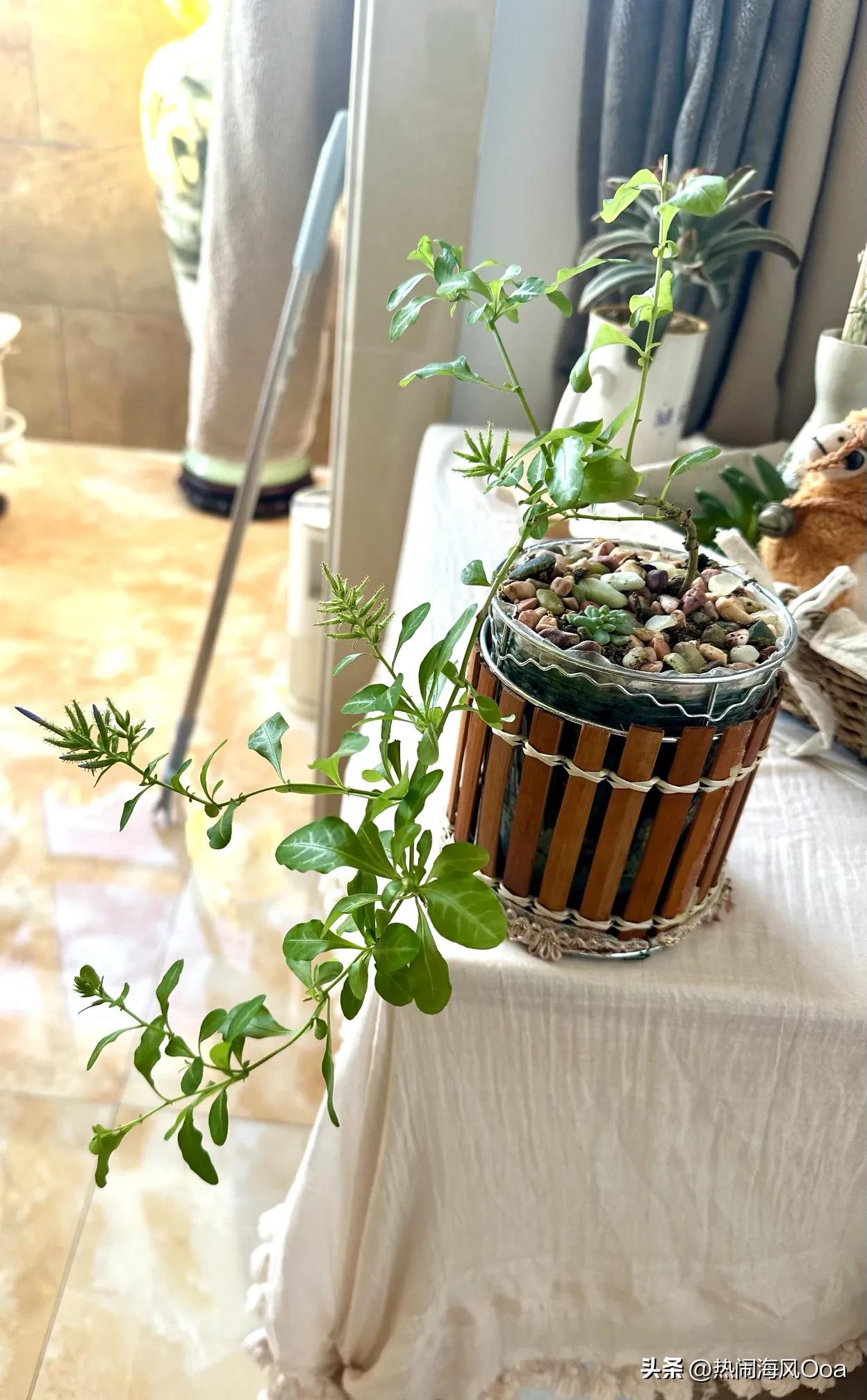 这可不是什么玄学，信不信由你！

不花钱，但比啥风水都灵！

①，养一盆儿绿植，