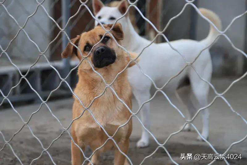 女子被流浪狗咬伤3天后狗死了 河南焦作这事儿太吓人了！3月27日消息，辛女士在家