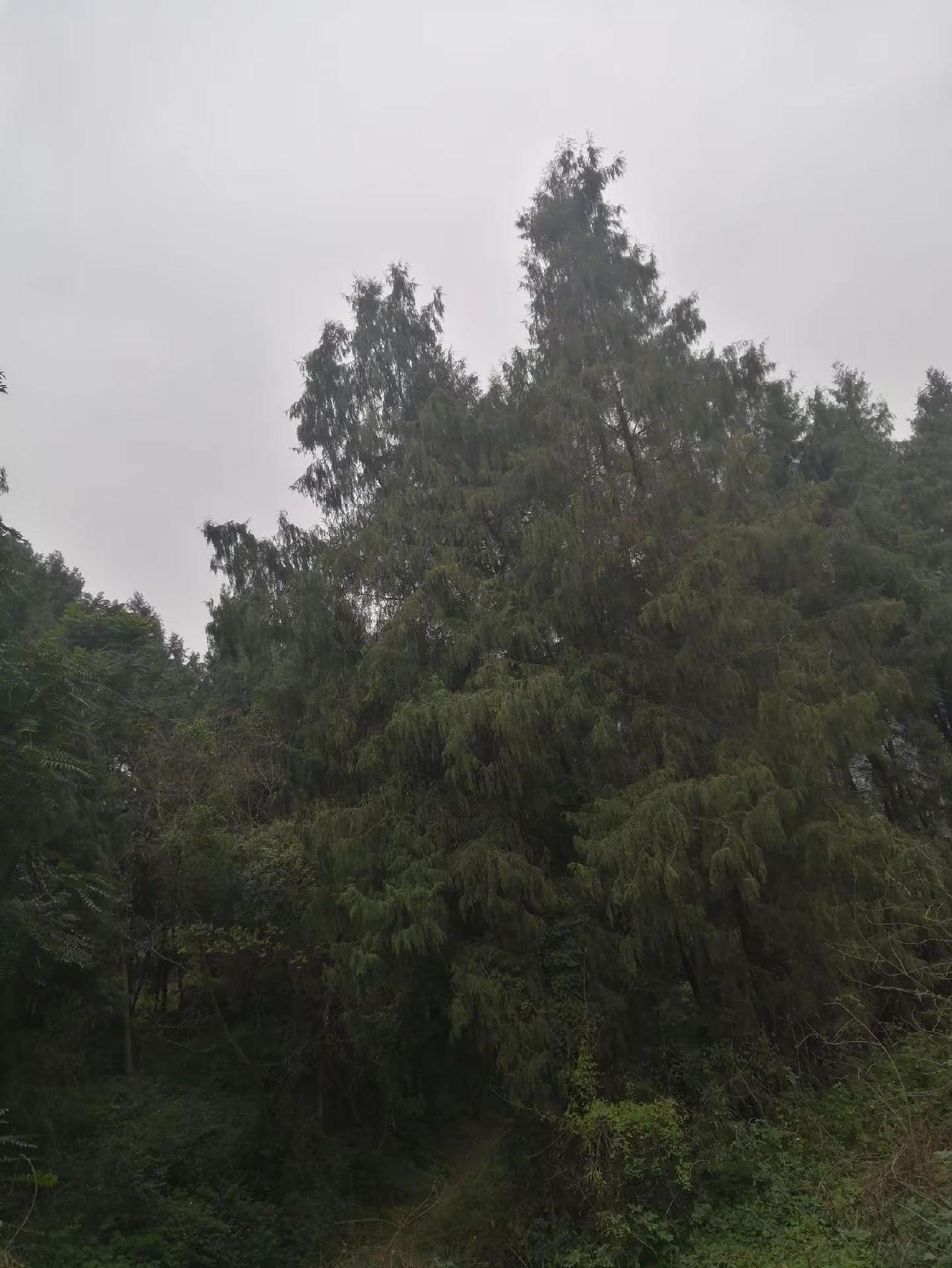 登上山顶看美景 喜欢爬山🏃感受大自然的气息🍀 记录家乡美景 看看你们手机里的