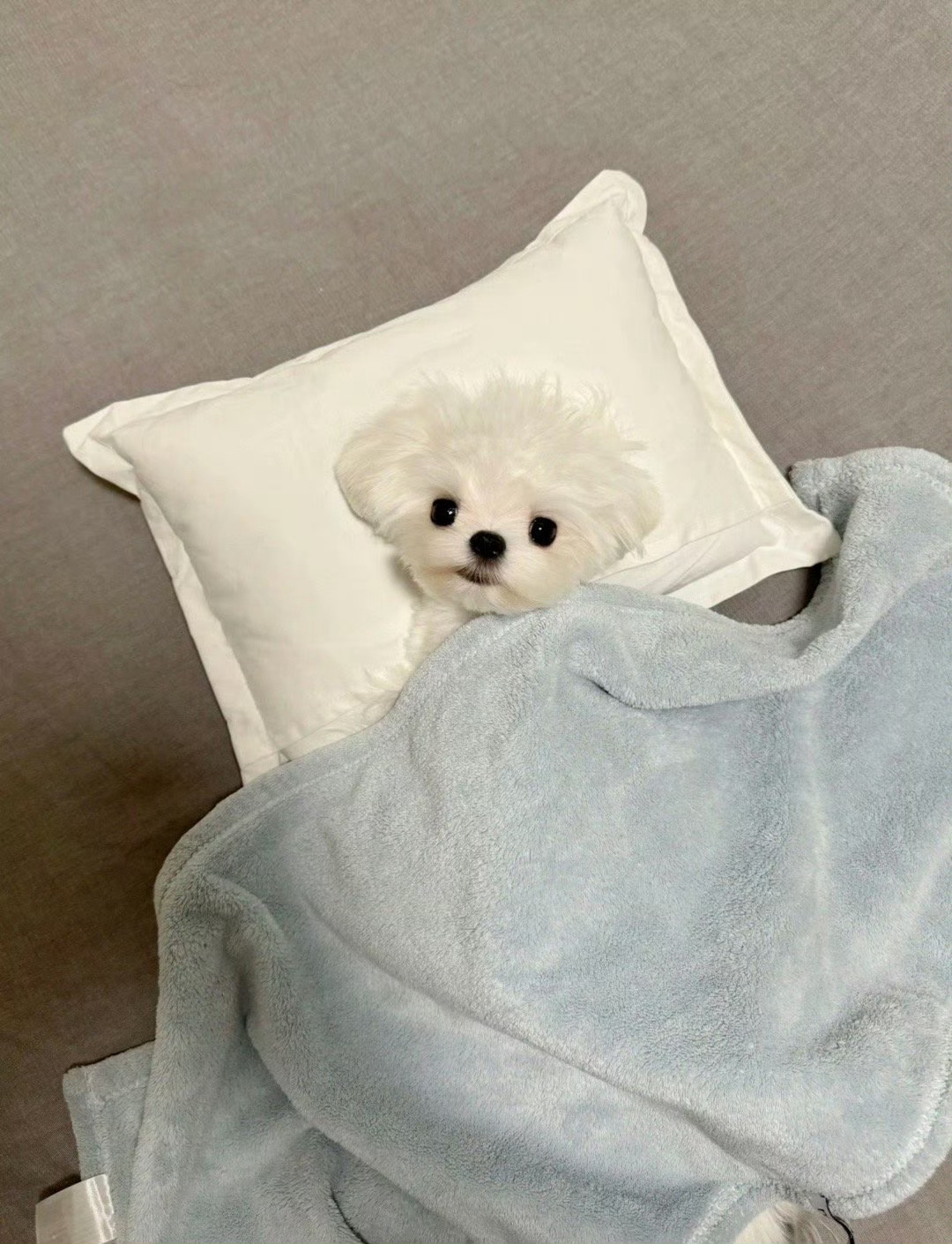晚安小狗 ​​​