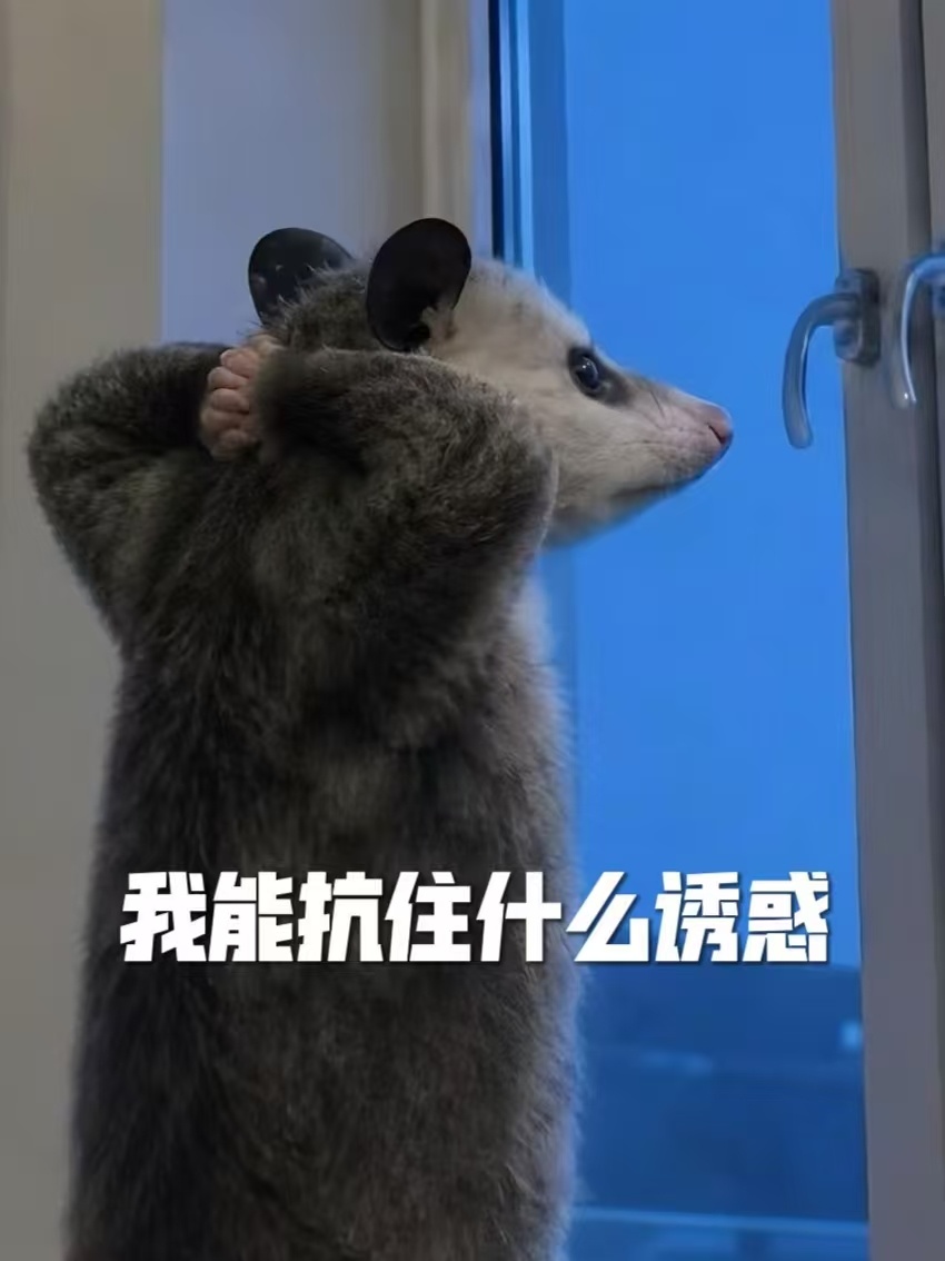 迪丽热巴 星星抗得住100斤的沙包，抗得住雨打风吹，抗得住煤气罐，就是抗不住和星