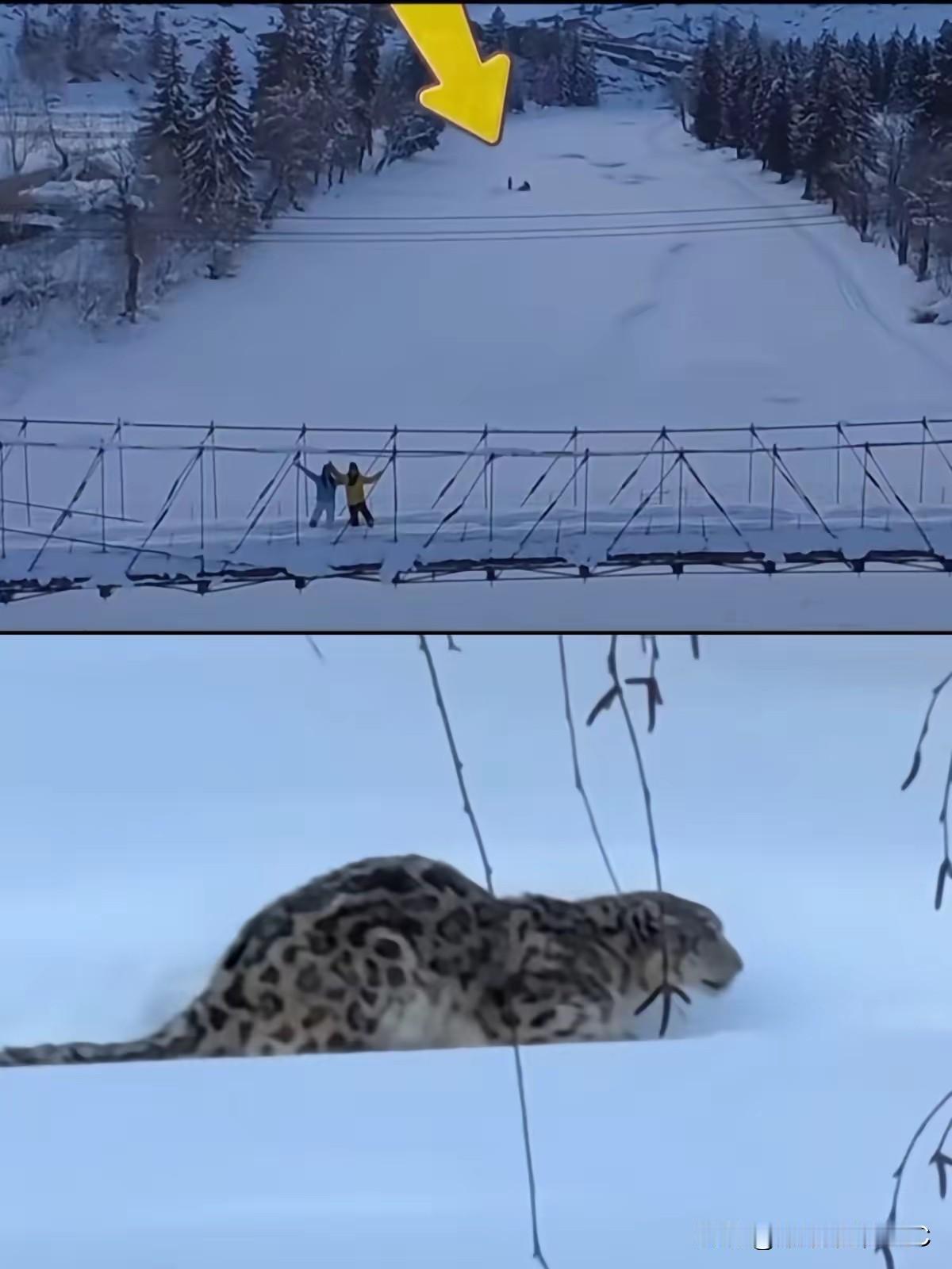 看了奚志农老师的视频，真是气不打一处来。

那个女游客嘴硬说没撸雪豹，没主动靠近