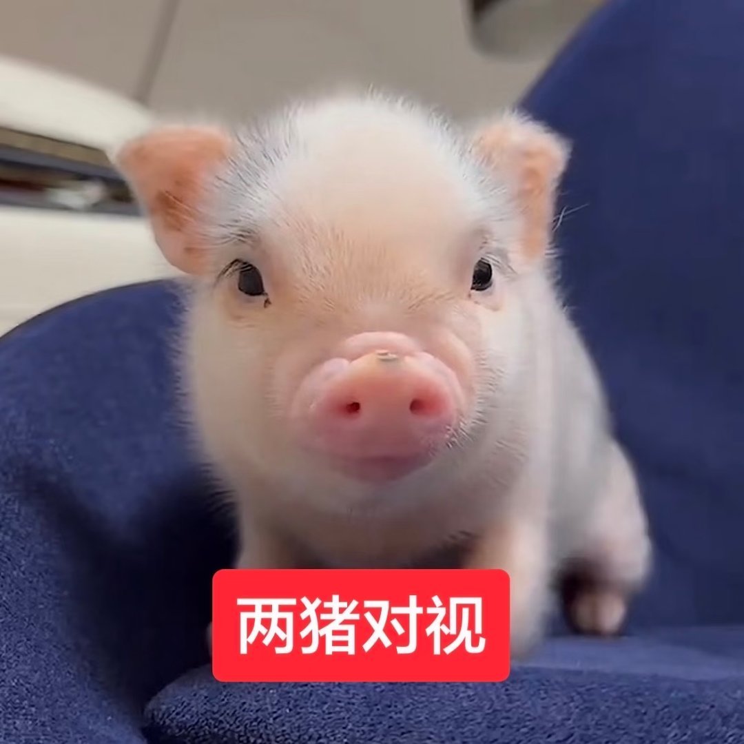 分享图片 
