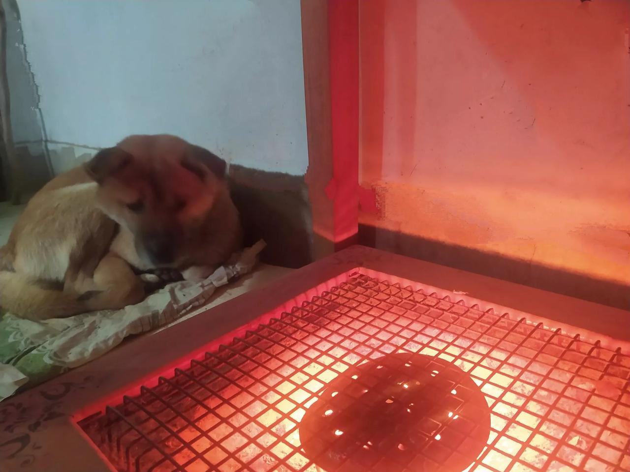 昨晚山里下冻雨了，还呼呼的刮着北风，是真冷啊！早上起床推开门，目光所及之处皆是一