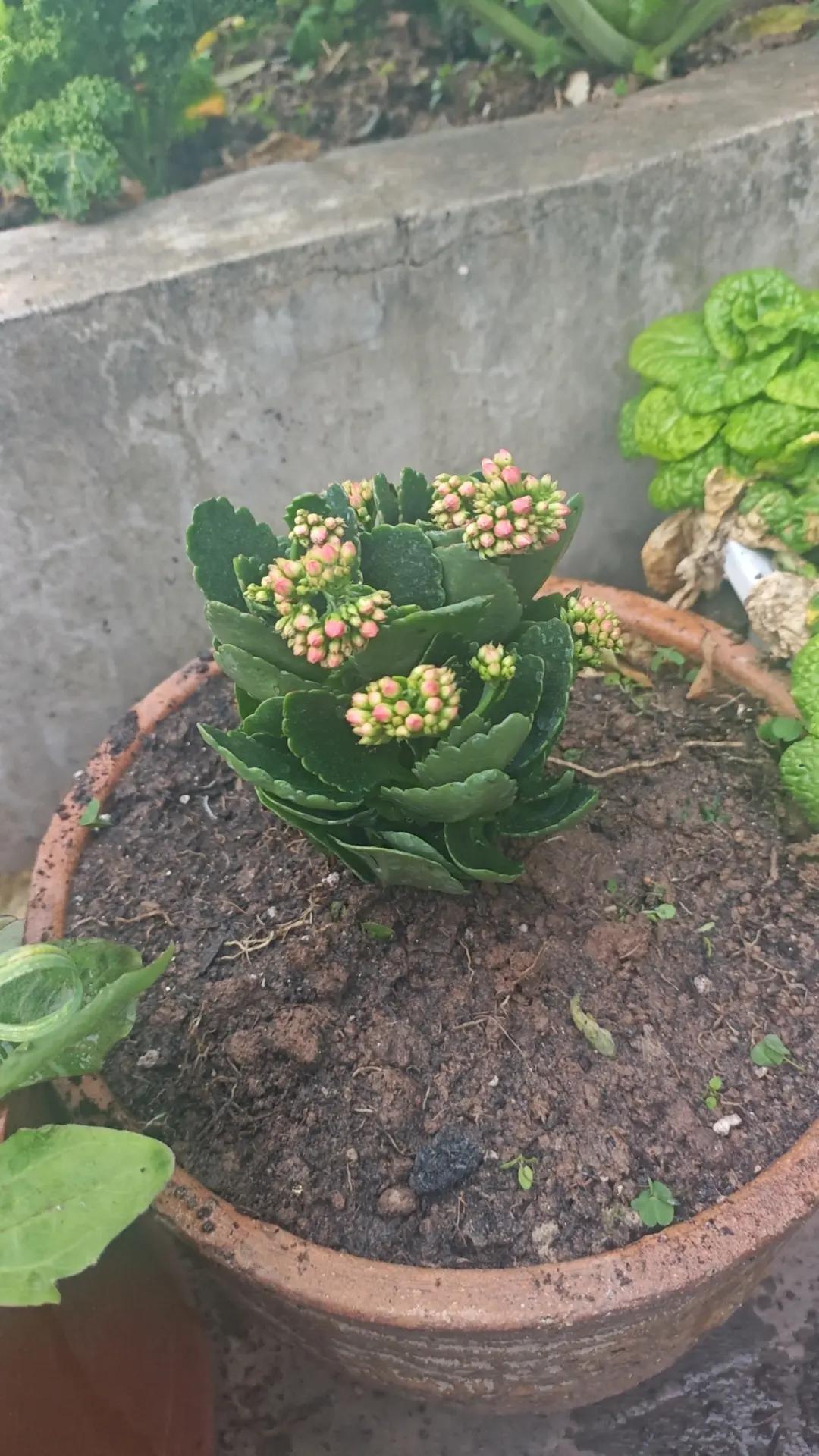 分享手机里的花花草草