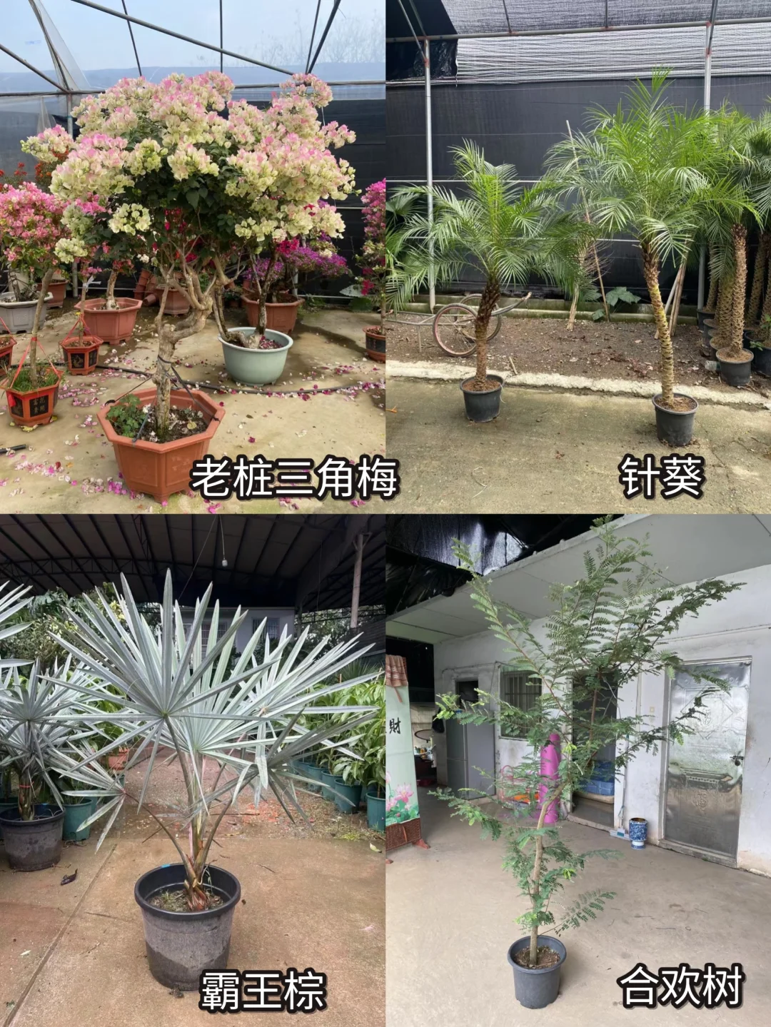 200㎡的房子，差一株绿植就少了灵魂🌳