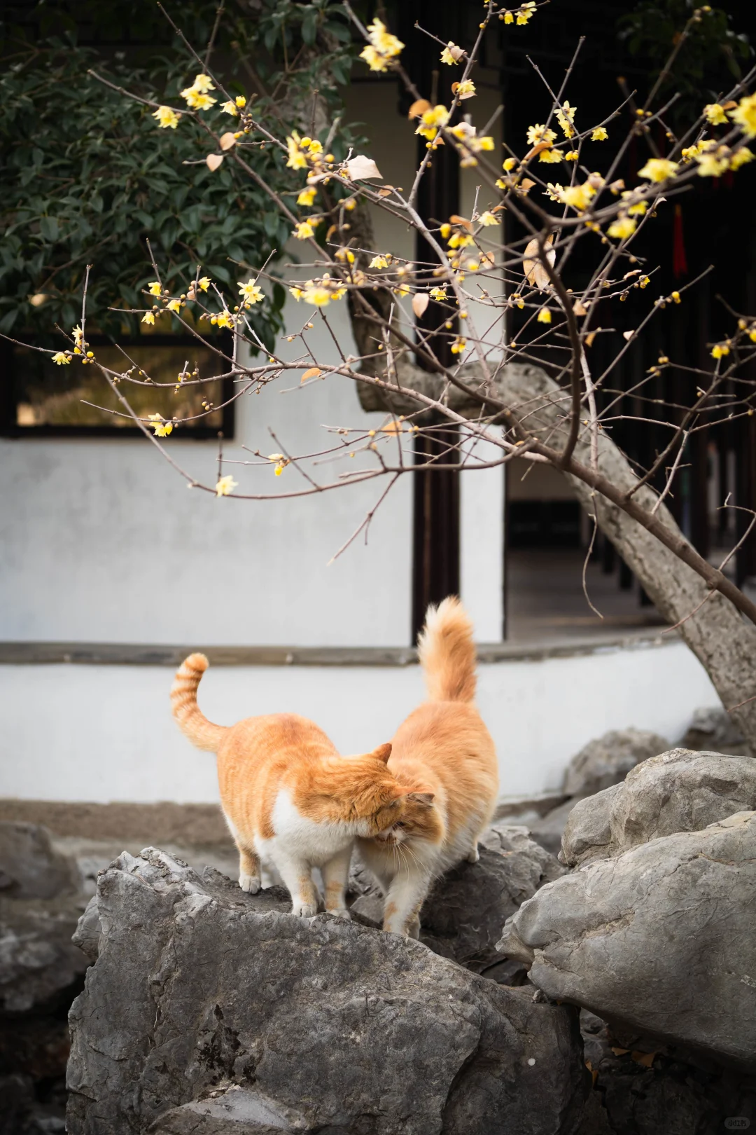 七夕怎么能少了小猫咪们的亲亲我我呢？