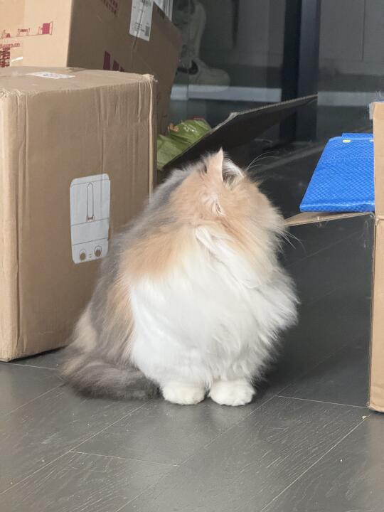 小猫咪的腿怎么是伸缩的哈哈哈哈