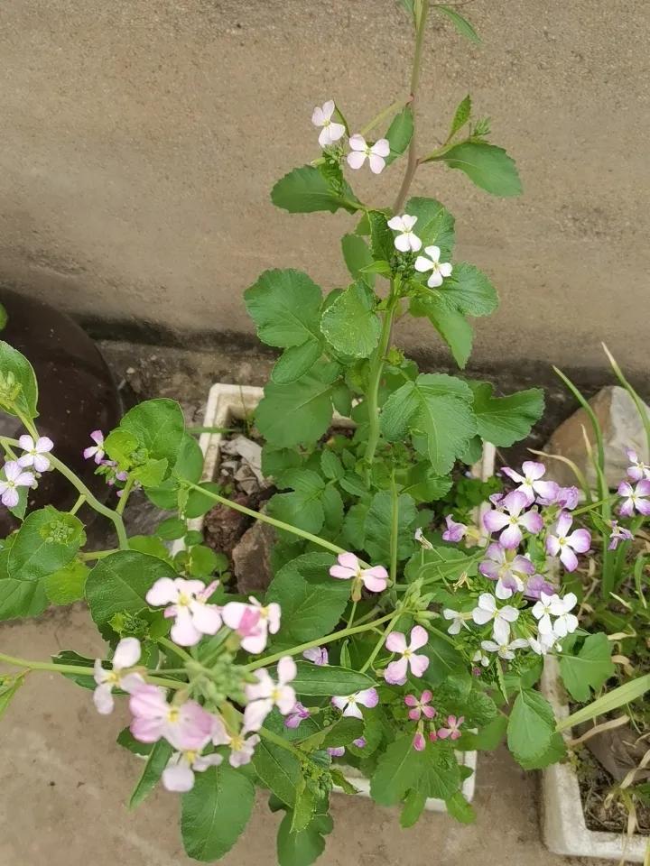 网友们，有没有认识这是什么花的？有认识的来交个朋友吧！不要问我为什么！