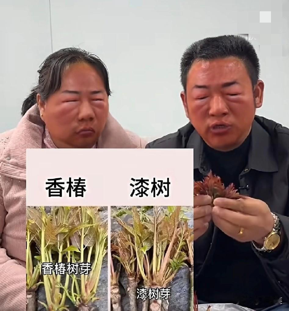 十年说车无人晓

一朝漆树天下知

谁能想到，送份春日野菜，差点把朋友送进医院