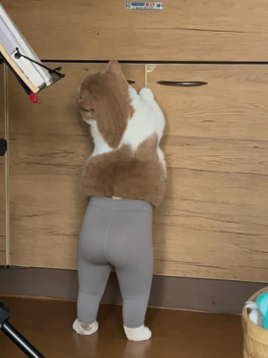 当我给小猫穿上瑜伽裤