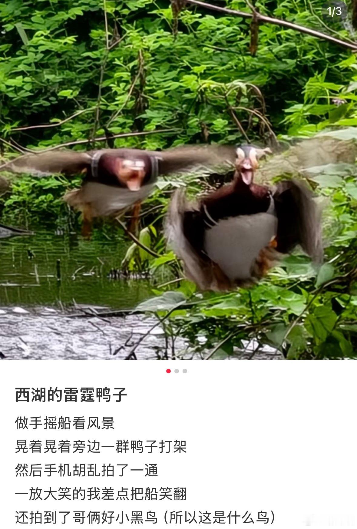 又到了我最喜欢的观鸟界迎来大变时间 