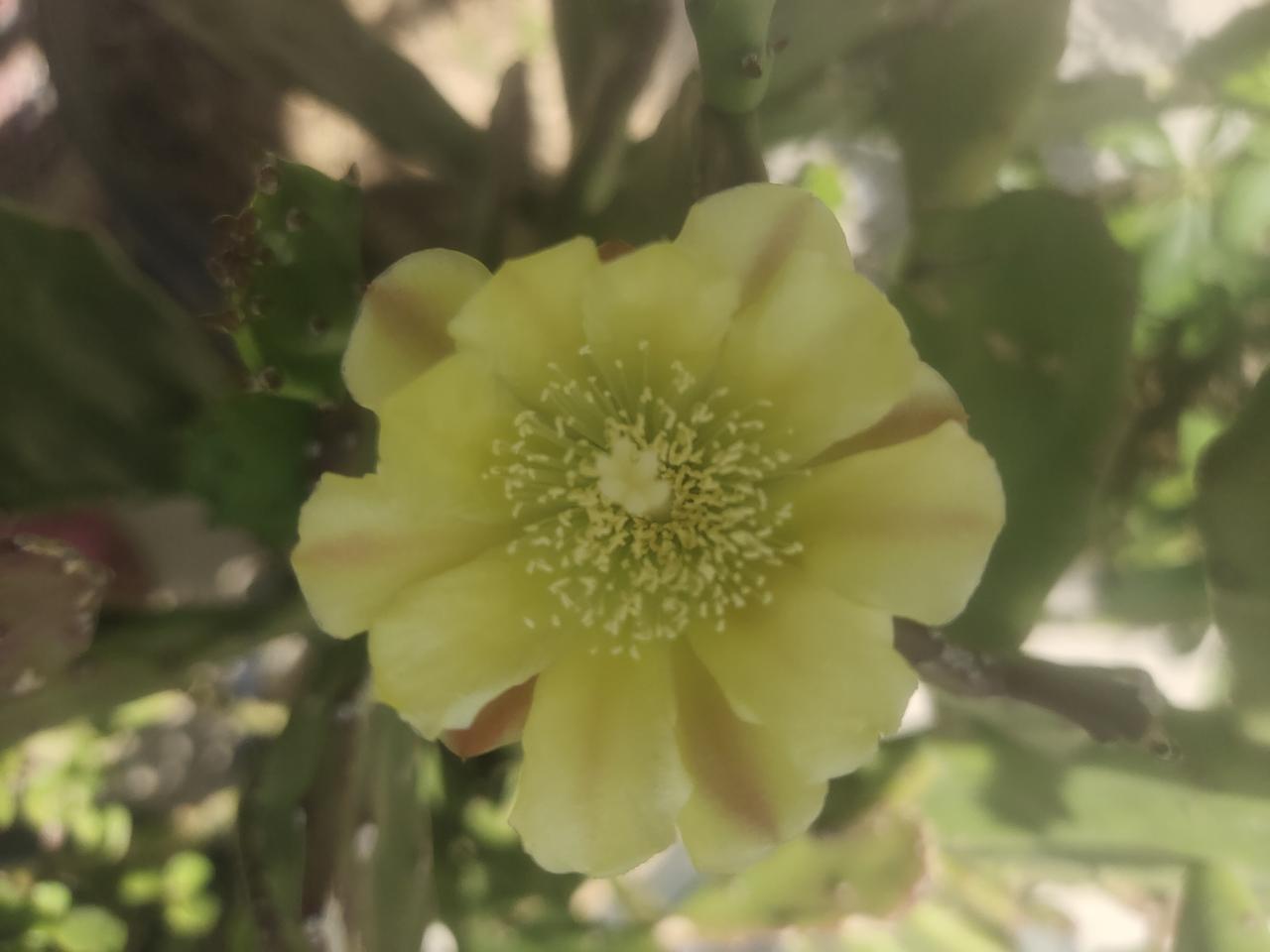 今天我家凉台上，又有一种新花绽放，友友们，你们看看这花你们认识吗？