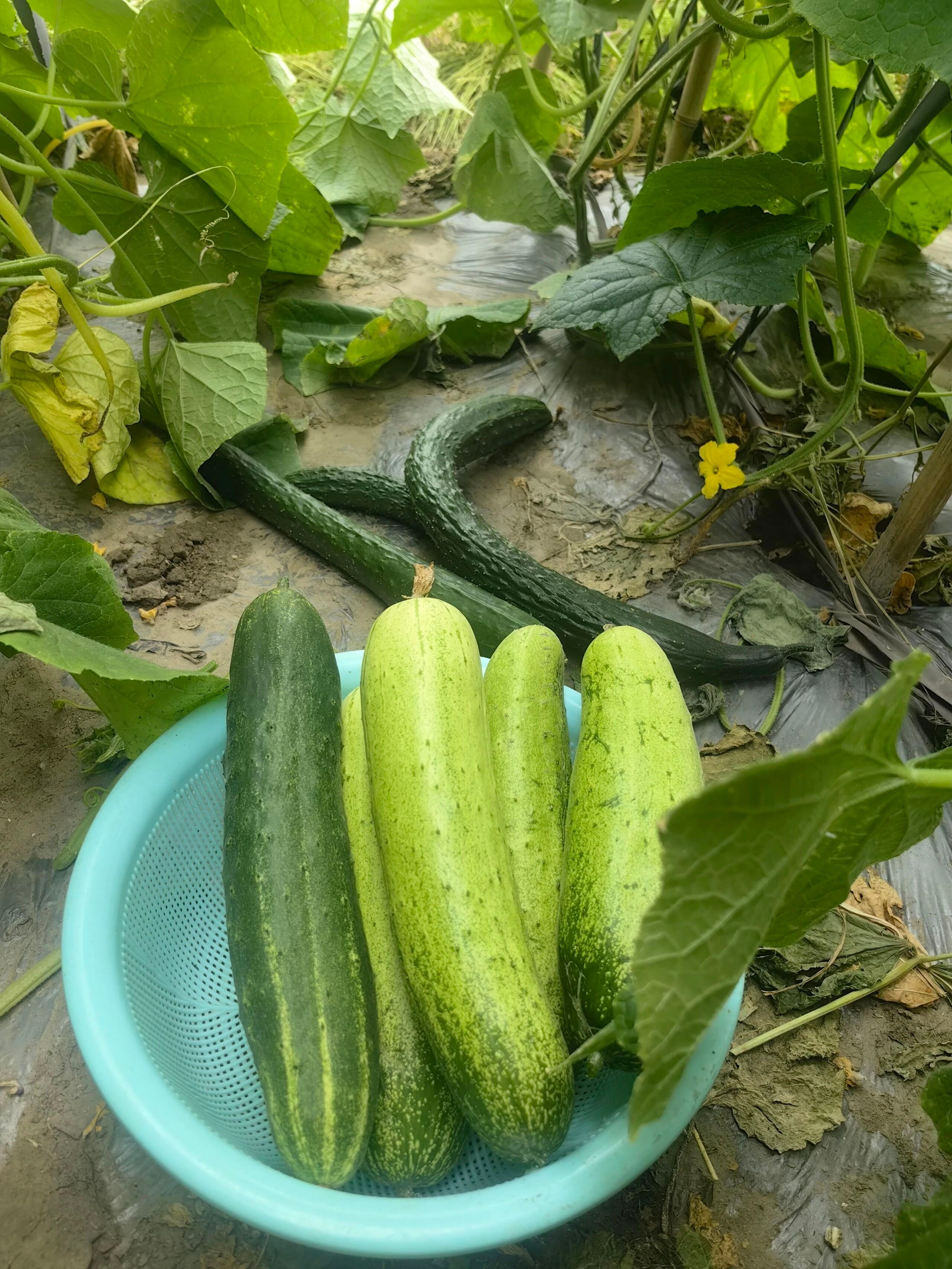 无公害蔬菜与瓜果。 南京