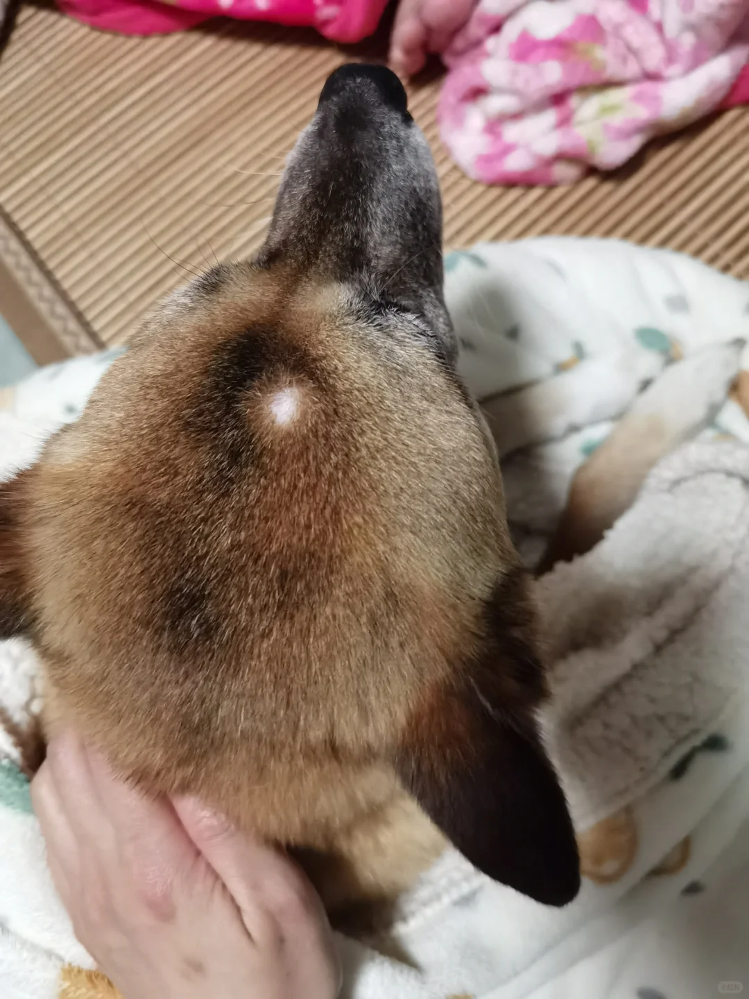 哈哈哈哈哈大美女秃顶了