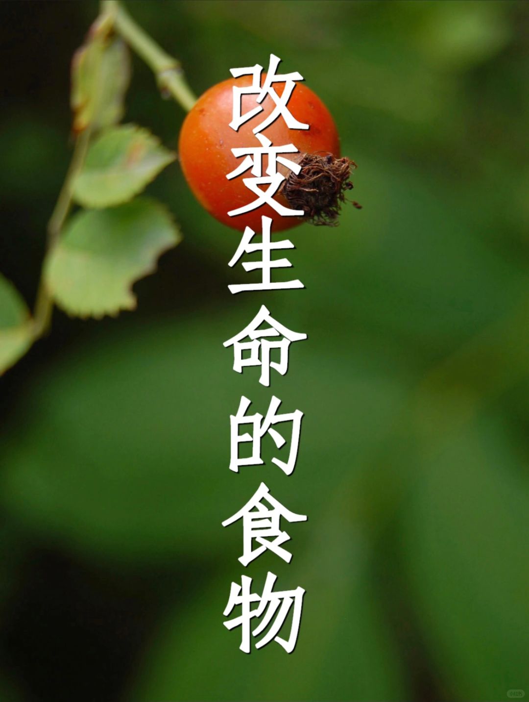 维生素C之王：玫瑰果（K氧K衰）