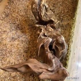 哈尔滨女子离家1年，鱼缸活鱼变鱼刺，供暖干燥+长期忽视坑惨小鱼
 
哈尔滨李女士