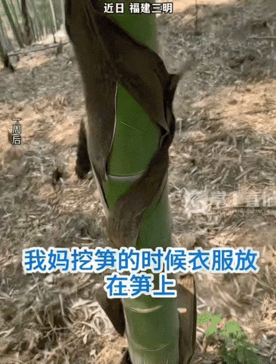 万万没想到，福建，一阿姨在竹林挖笋，挖了一会有点热就把外套脱了，随手放在了地上，