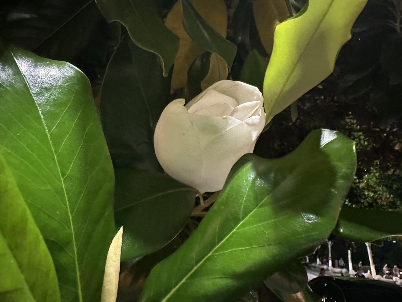 想要睡眠质量好，睡前千万别喝泡有茶叶的浓茶。

昨晚11:00上床睡觉，辗转反侧