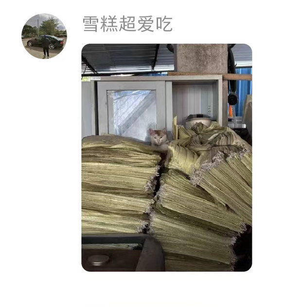 学校的小动物都卷疯了 