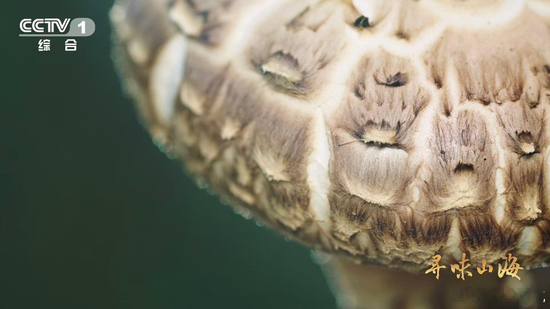 干香菇鲜香菇哪个更好吃一种花菇可以有两种味道你知道吗？随州花菇堪称香菇界的“宝藏