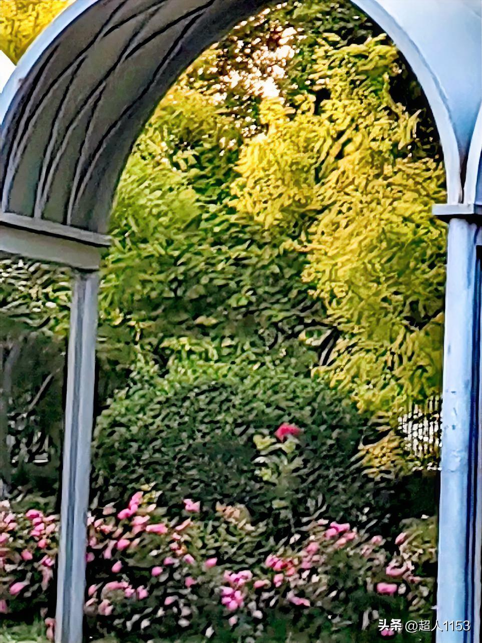 城市中心公园一景，
绿草绿植花开似锦。

粉色、黄色、绿色，
随拍就像一幅油画。