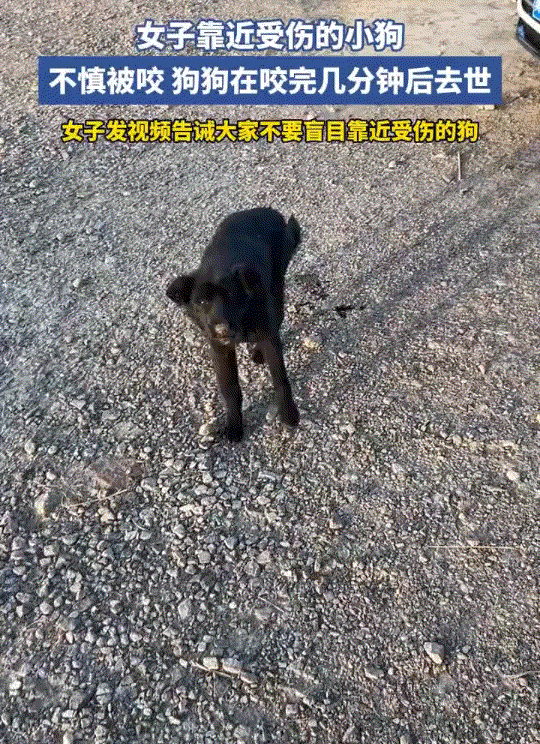 天津，一女子开车前，发现车前有只流浪狗，见它精神萎靡，便下车想救助狗子，可刚靠近