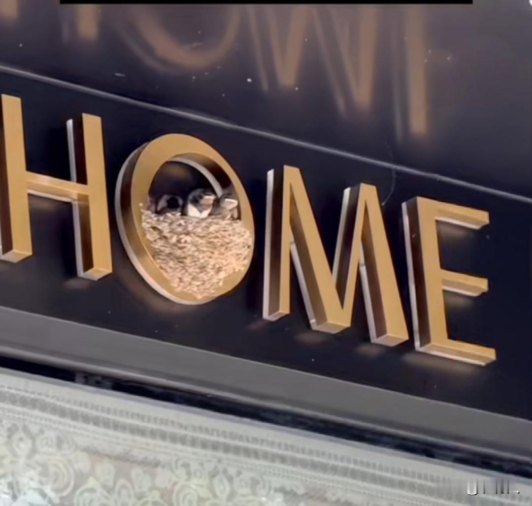 近日贵州黄平一家家纺店门口，字母“HOME”里的“O”被一对燕子筑成了巢。三只小